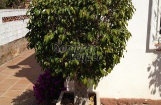 Árbol ficus trenzado de 1.50 metros