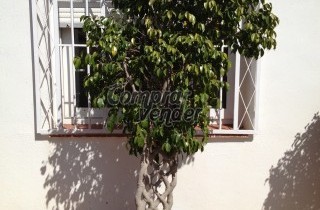 Árbol ficus trenzado de 1.50 metros