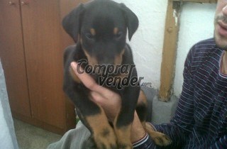 preciosos cachorros de doberman