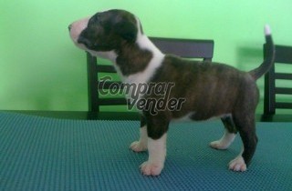 Bull terrier hembra