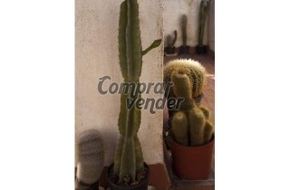 Lote 100 cactus