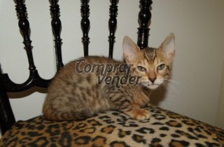 se venden gatito de raza bengal de dos meses