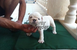 camada bulldog ingles