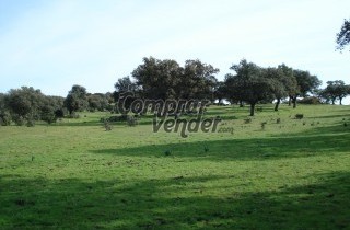 FINCA GANADERA 75 Ha A 50 KM DE CACERES, A PIE DE CARRETERA CON CHARCAS, CASA, NAVE Y CORRAL.