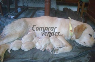 vendo cachorros de labrador retriever