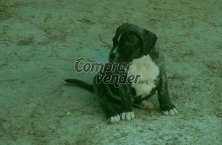 Cachorros de Presa Canario