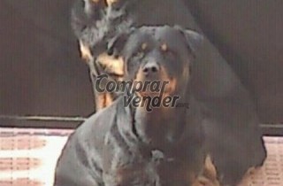 PAREJA DE ROTTWEILER