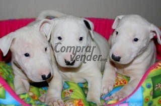 Cachorros Bull Terrier Macho y Hembra