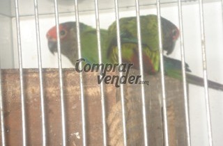 amazonas, pionus y otros