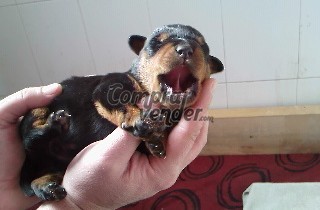 rottweiler enorme