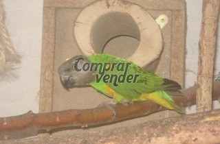 amazonas, pionus, aras y poicéphalus