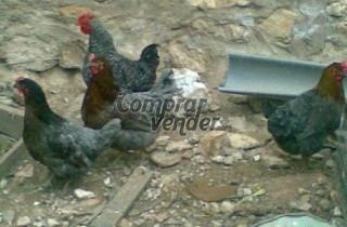 6 GALLINAS PONEDORAS. SHAVER (Grises)